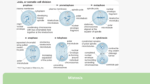 Which of the steps in this sequence of events is an example of mitosis at work?